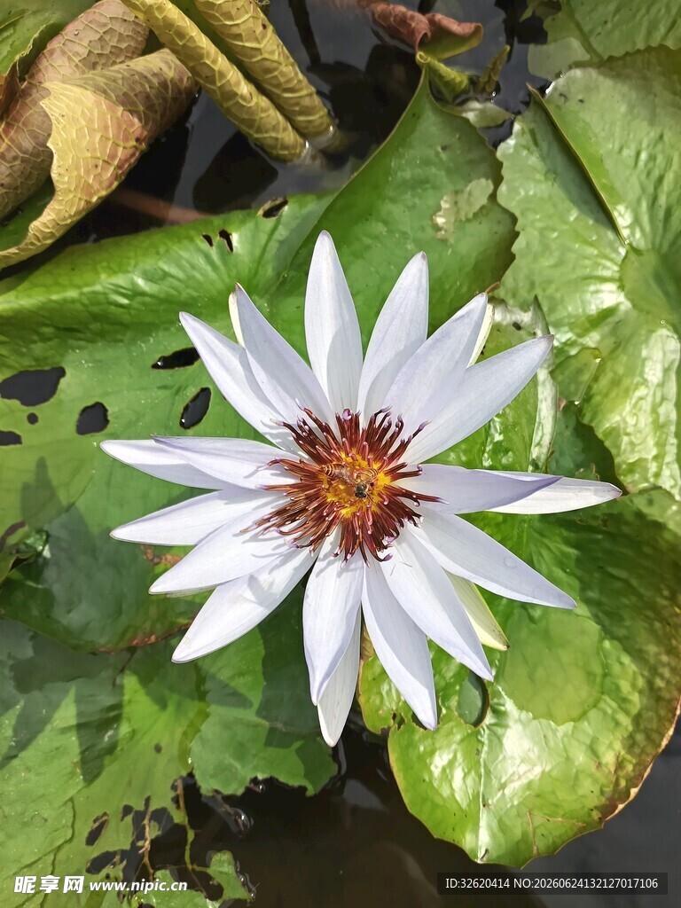 白色睡莲