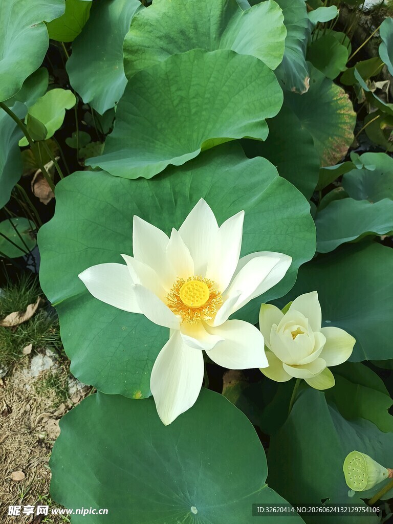 荷花