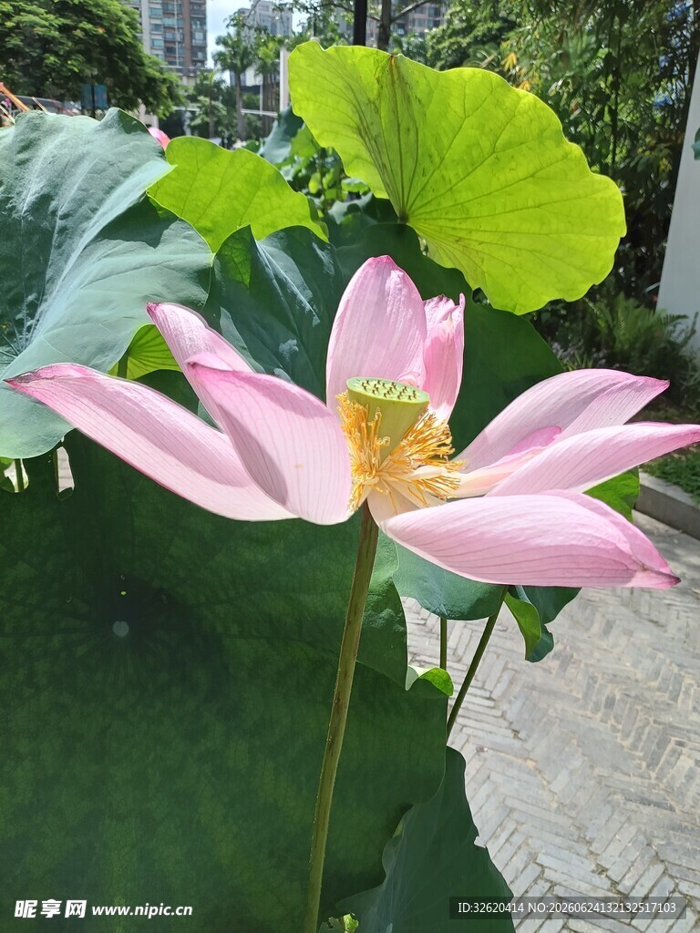 荷花
