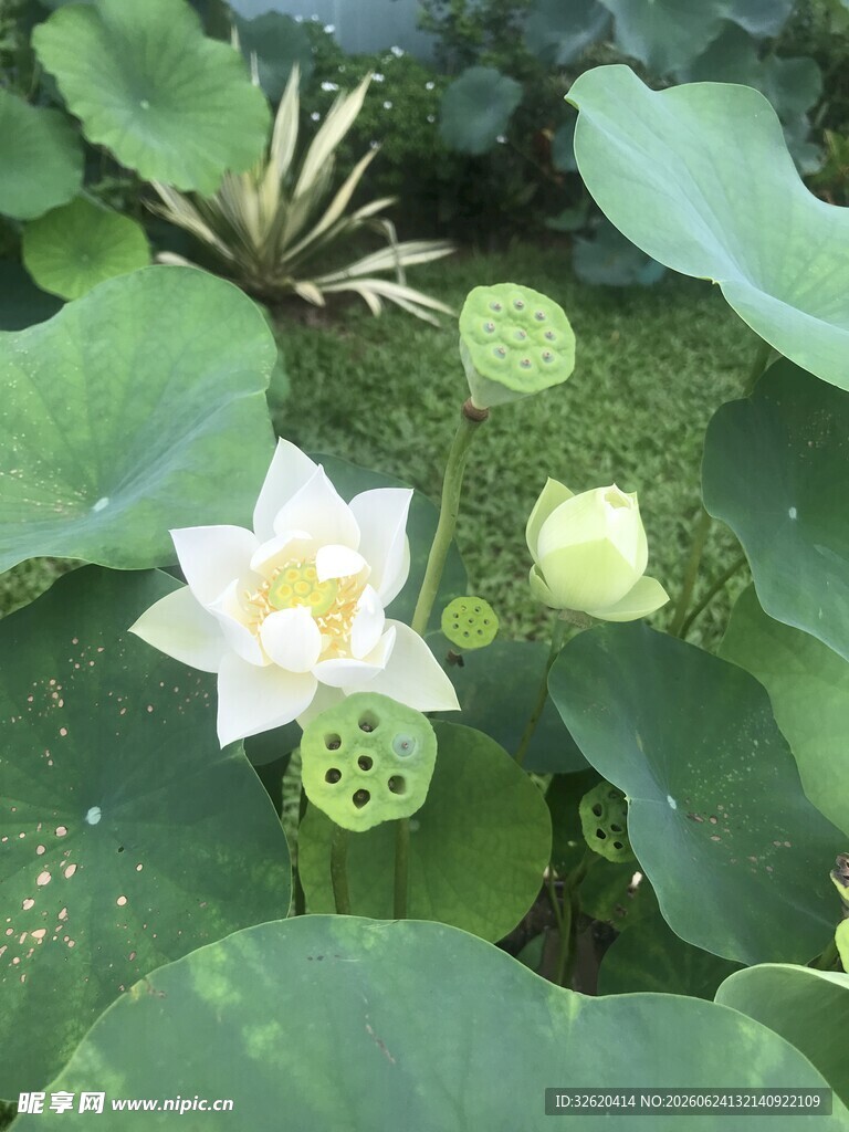 荷花
