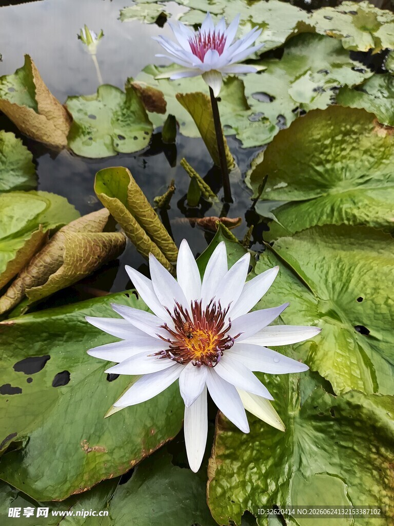 睡莲