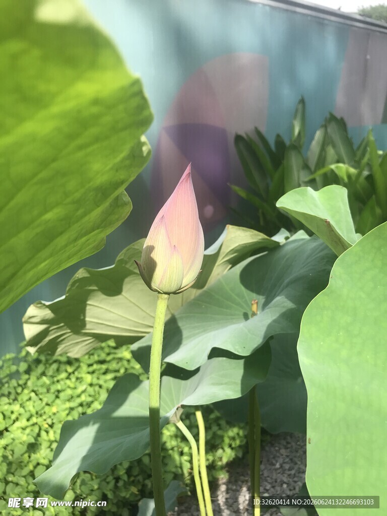 池塘中的荷花与荷叶