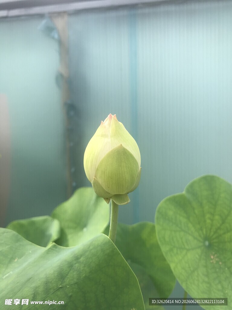 含苞待放的清新荷花