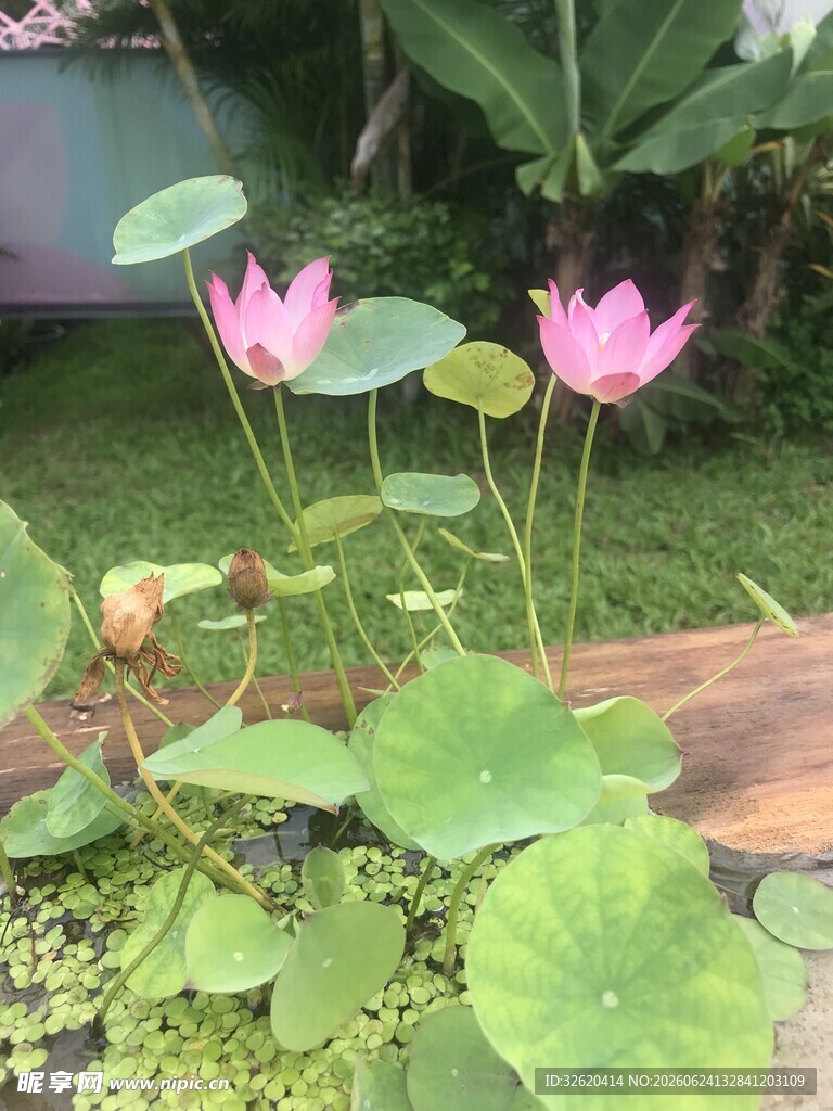 荷花