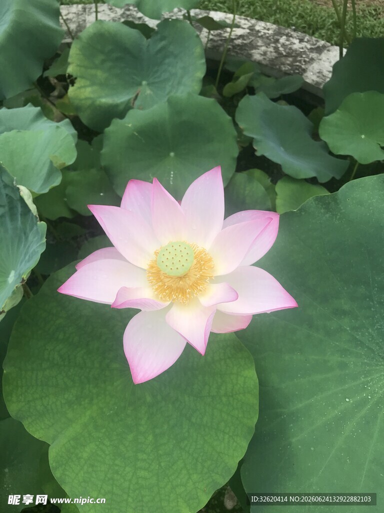 荷花