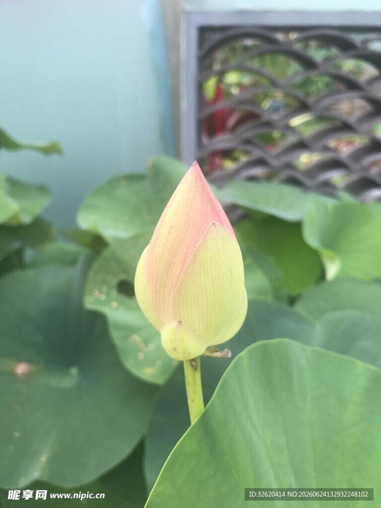 含苞待放的娇艳荷花