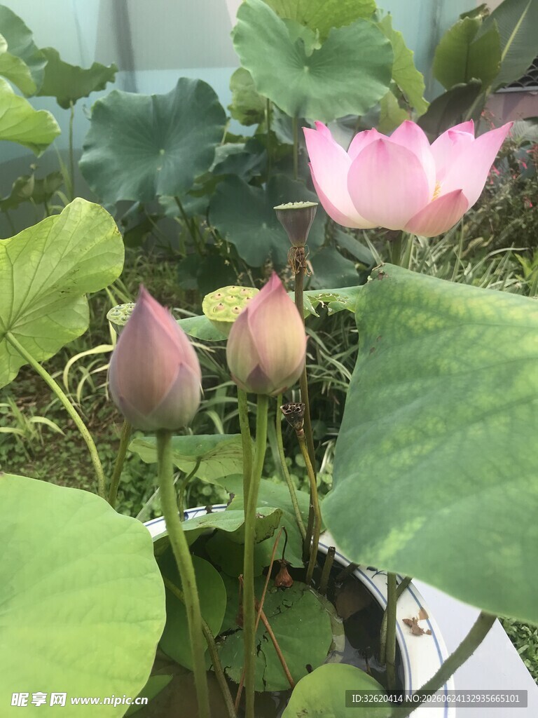 荷花