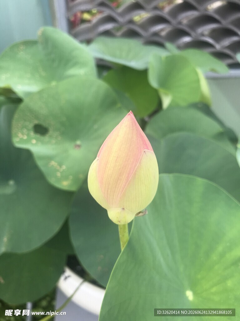含苞待放的粉嫩荷花