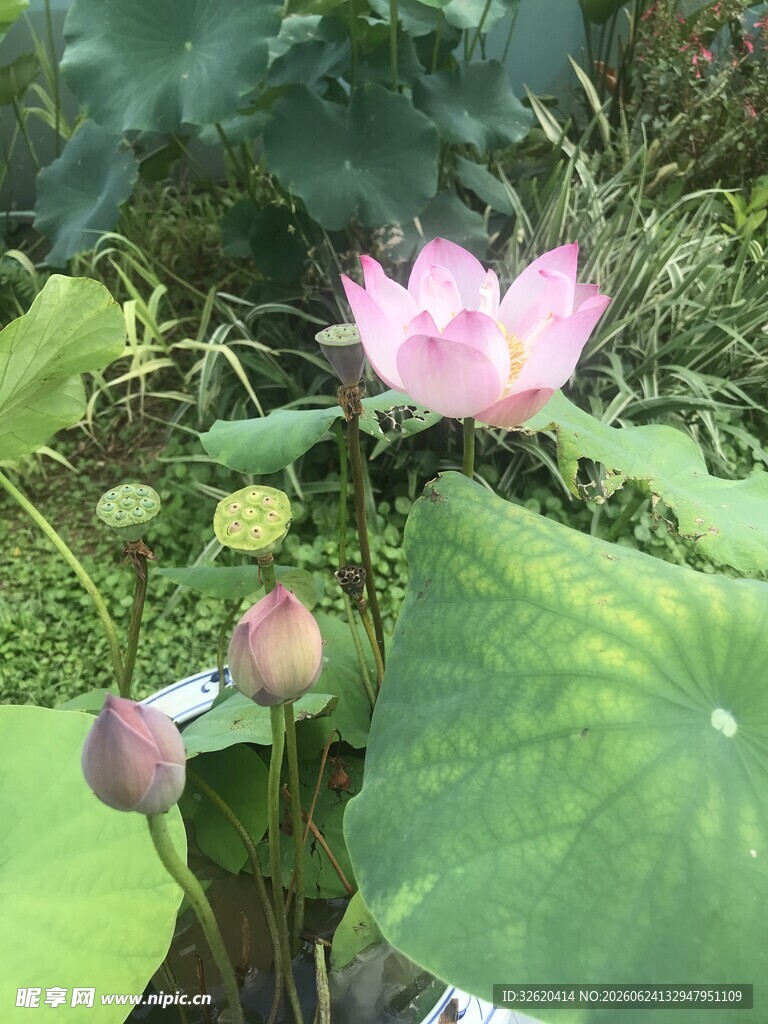 荷花