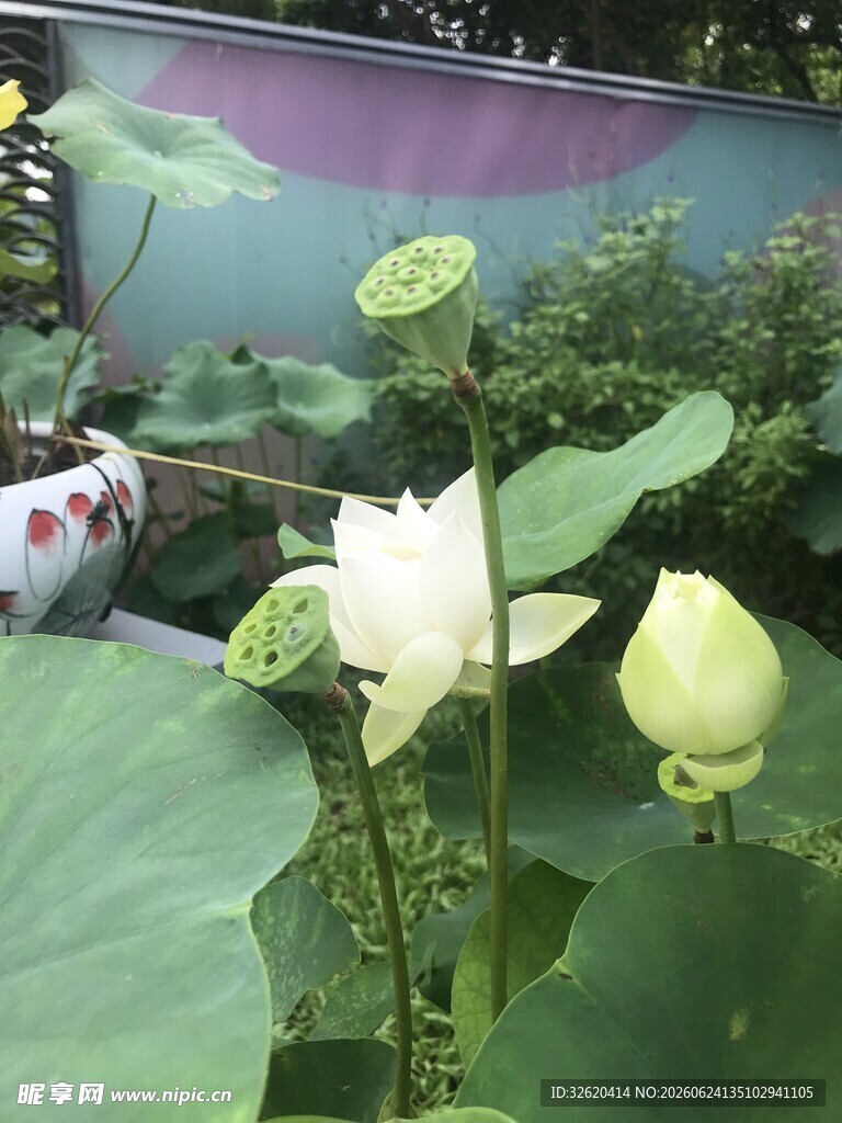 池塘中的洁白荷花绽放