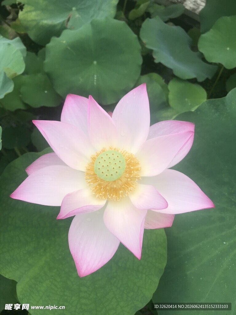 荷花