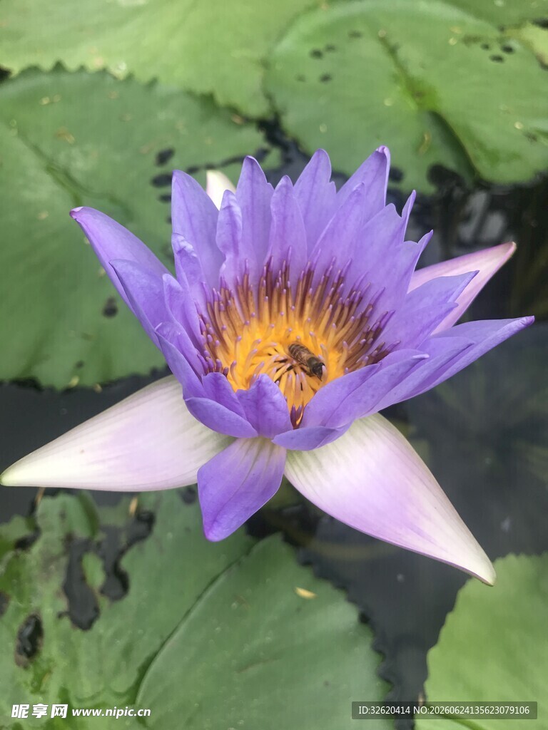 紫色睡莲绽放