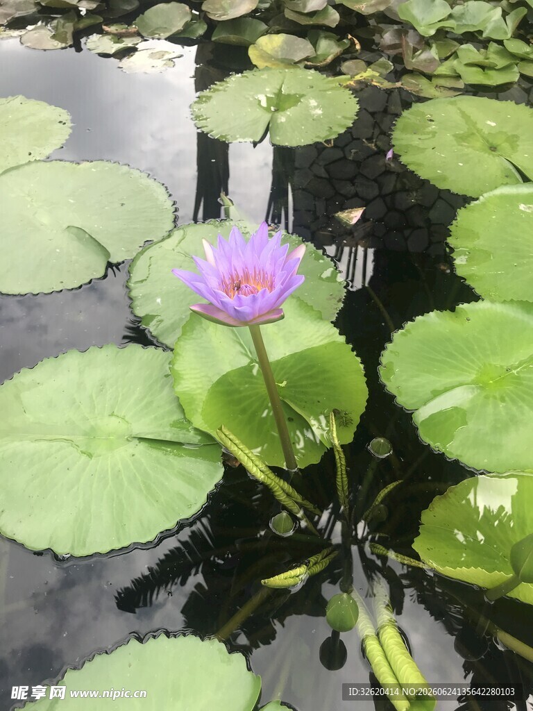 水中绽放的美丽紫睡莲