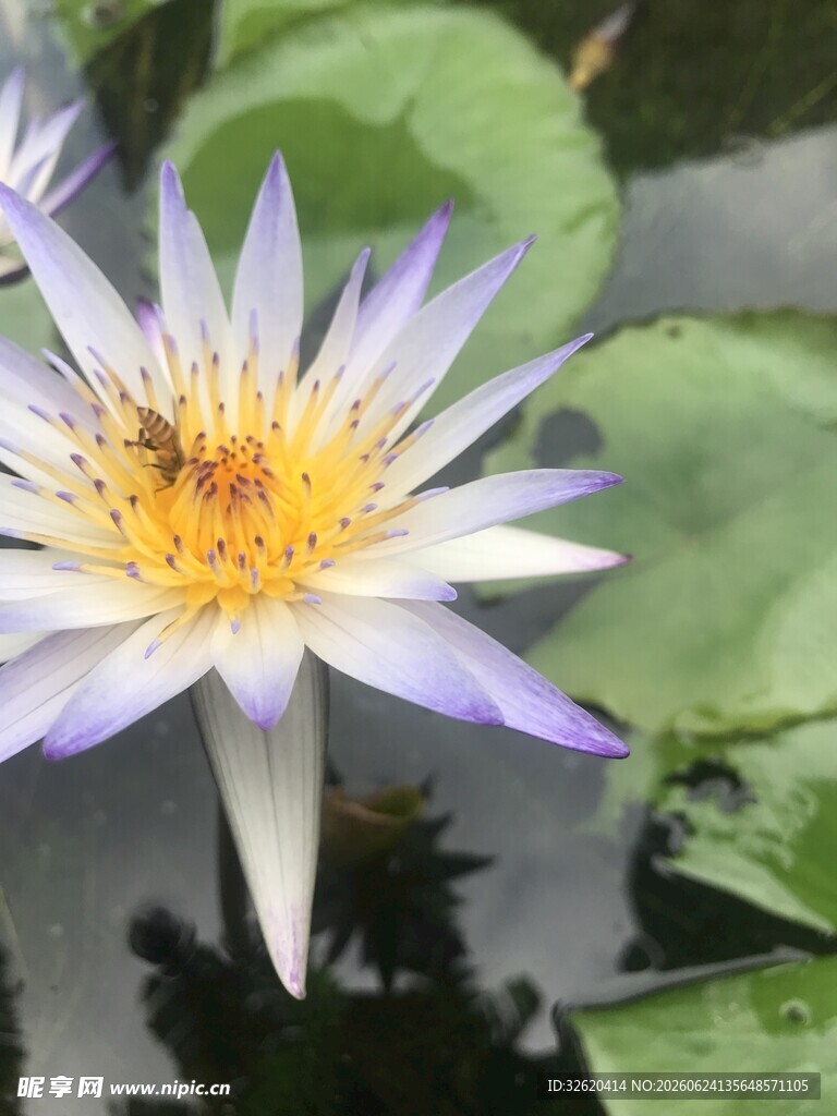 绽放的紫色睡莲