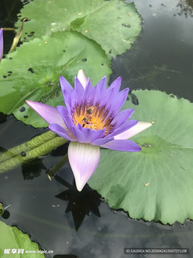 水中绽放的紫色睡莲