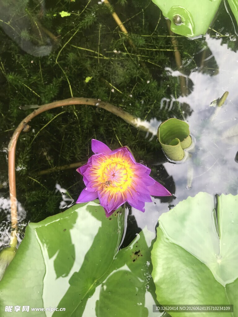 水中绽放的娇艳紫色睡莲