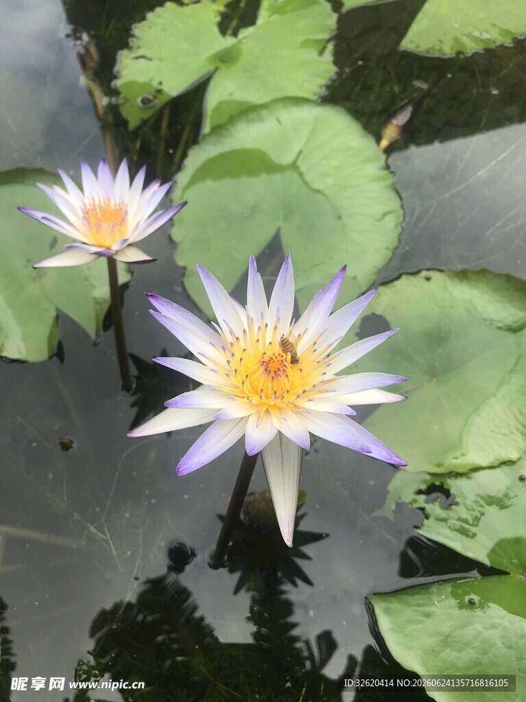 水中绽放的睡莲