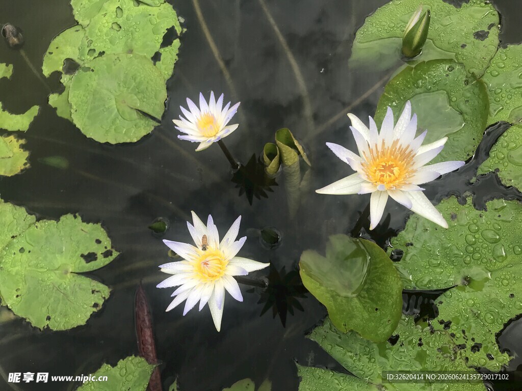 水中绽放的白睡莲