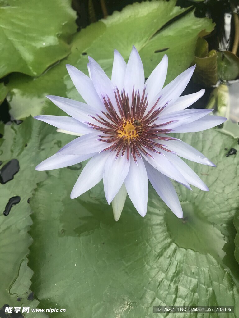美丽紫睡莲