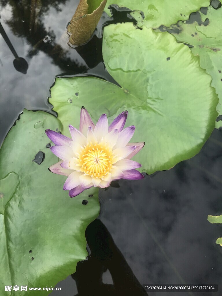 水中绽放的荷花