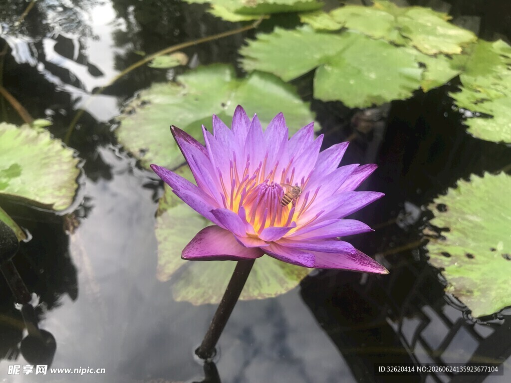 水中绽放的紫色睡莲