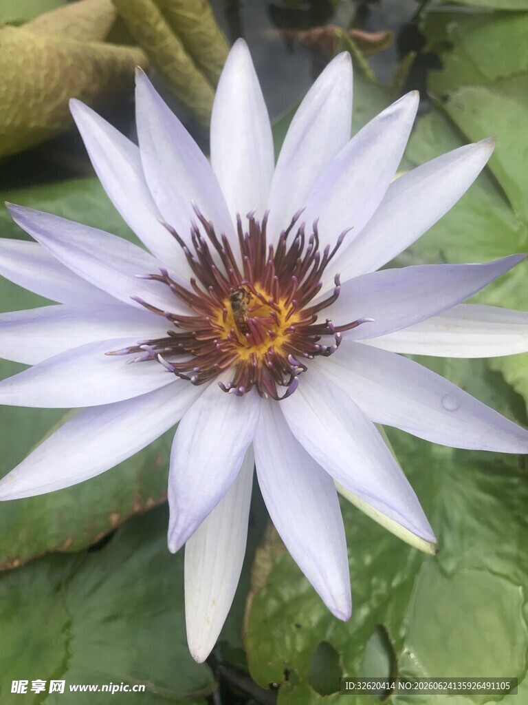 美丽绽放的白色睡莲