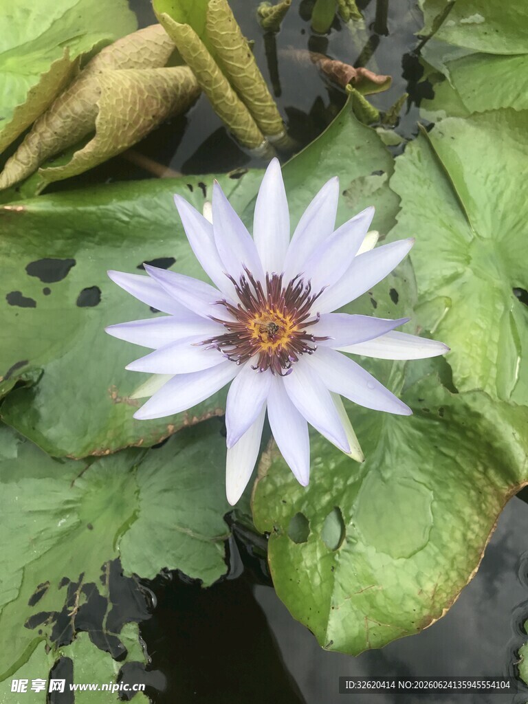 水中绽放的美丽白色睡莲