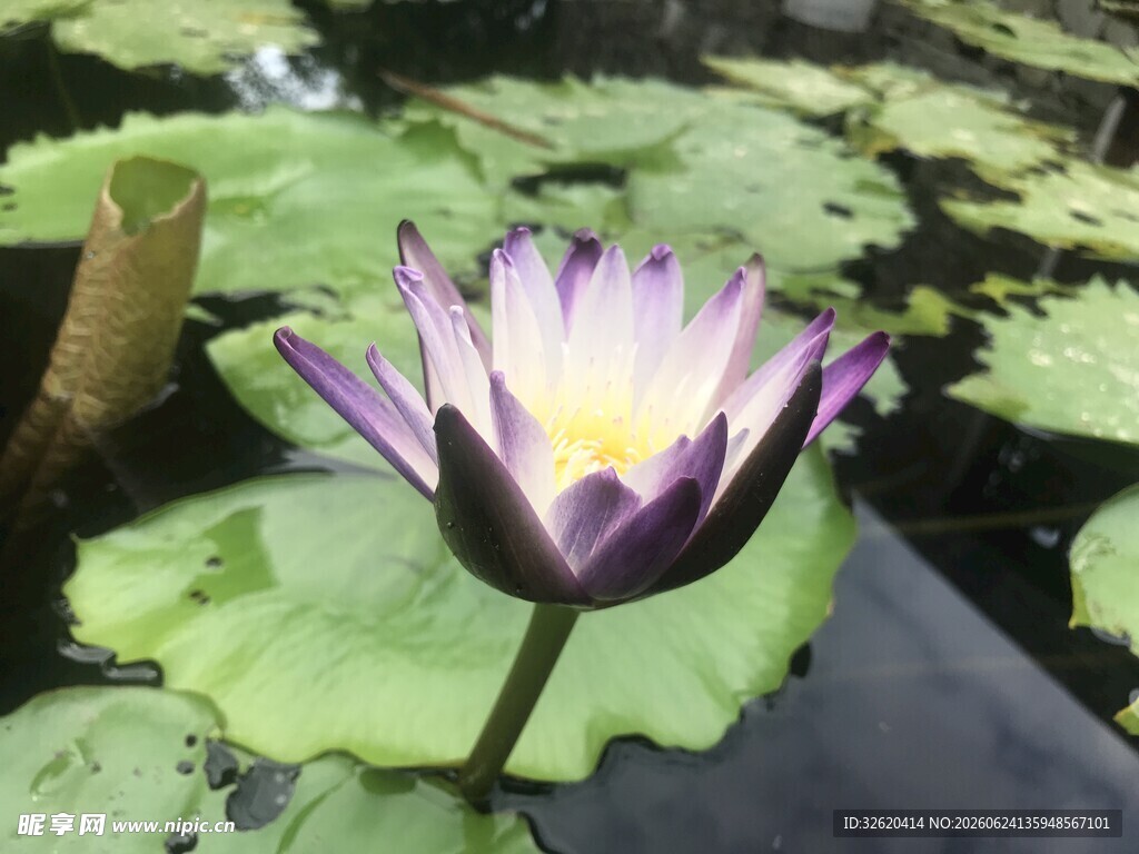 绽放的紫色睡莲