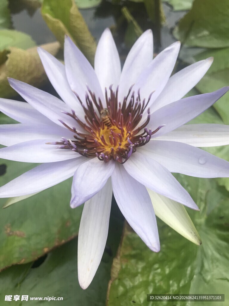 优雅绽放的白色睡莲