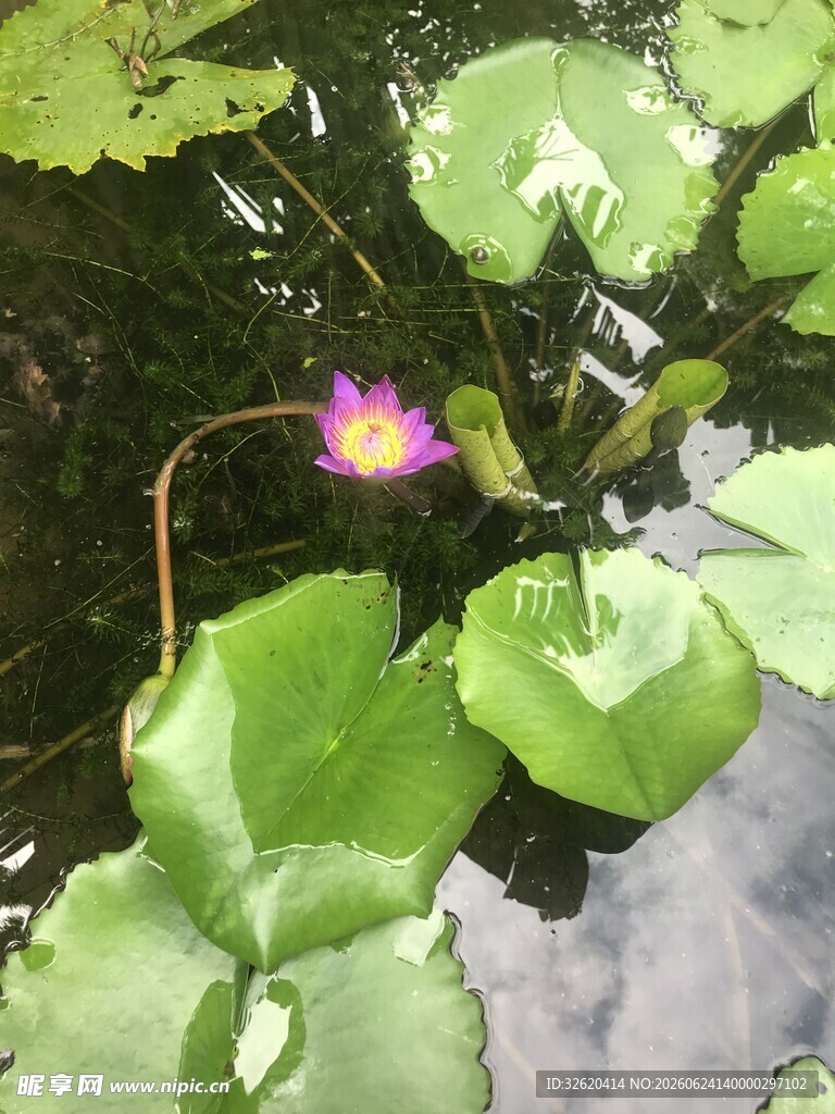 水中绽放的娇艳睡莲