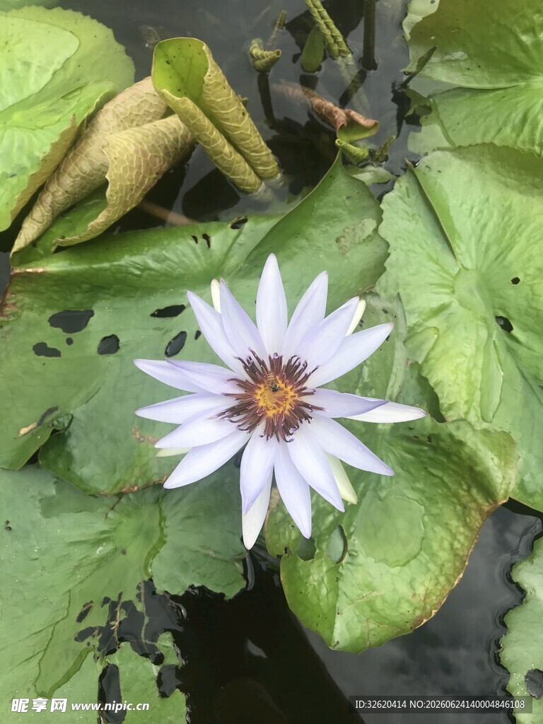 水中绽放的白色睡莲