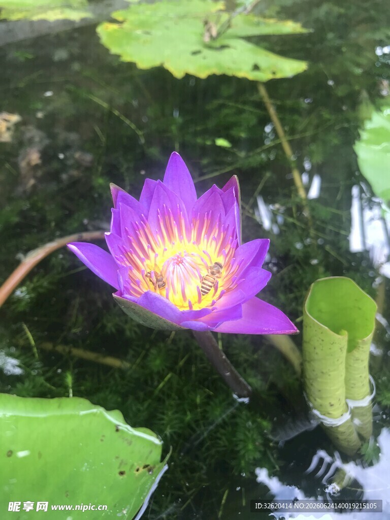 紫色睡莲绽放于荷叶间