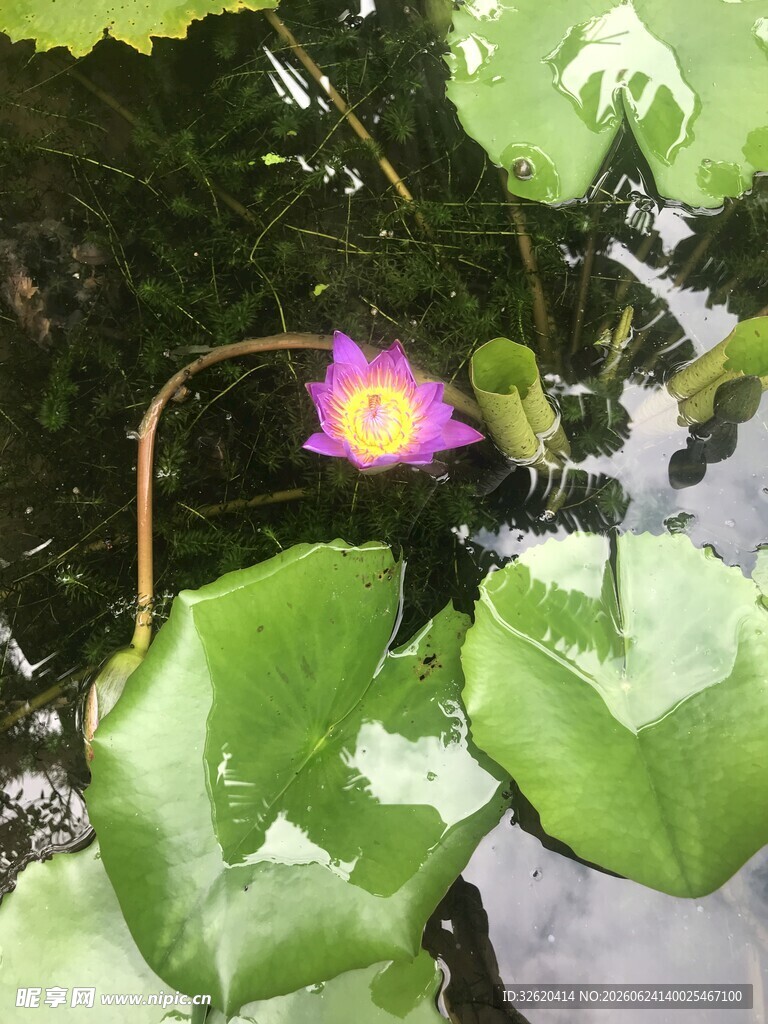 娇艳紫色荷花