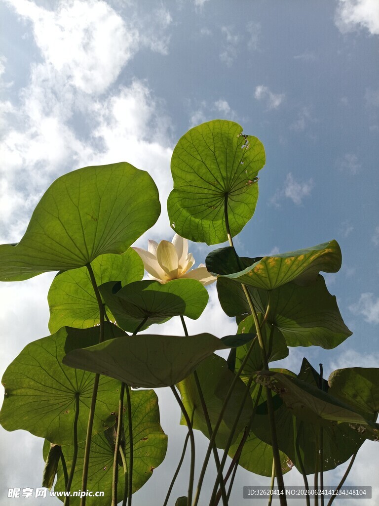 夏日荷塘中的绽放荷花