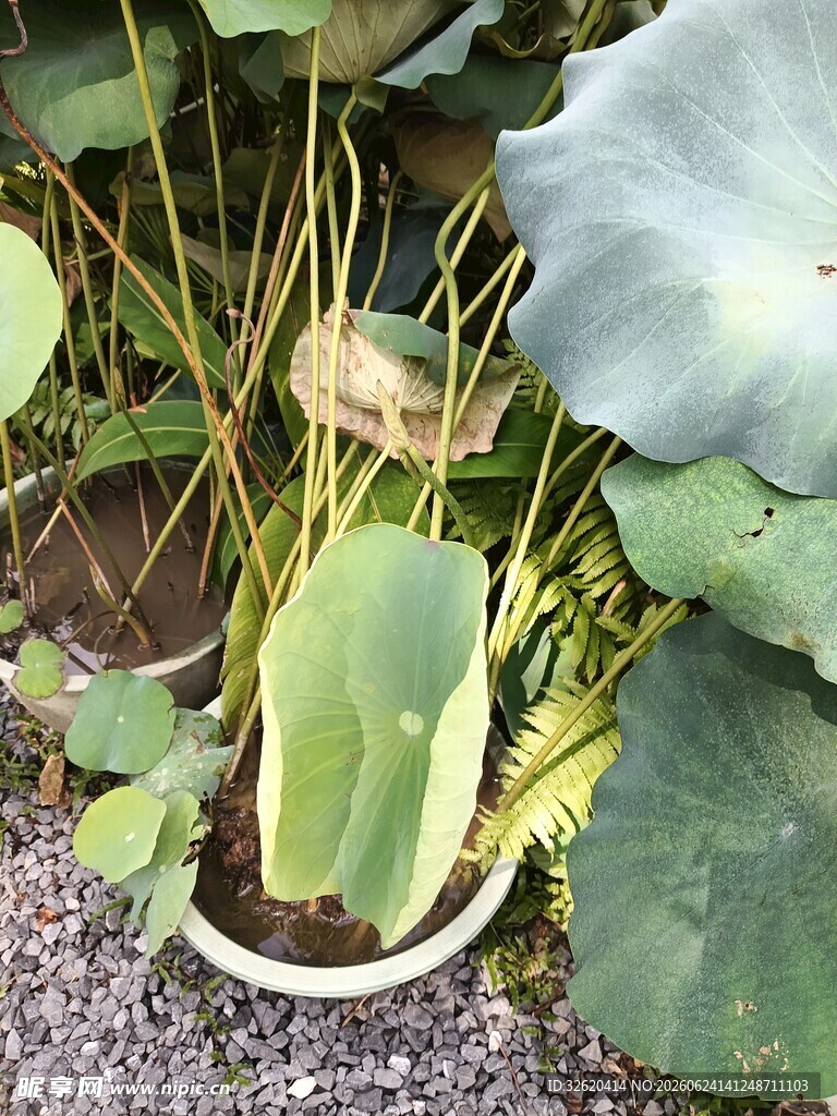 池塘中的荷叶