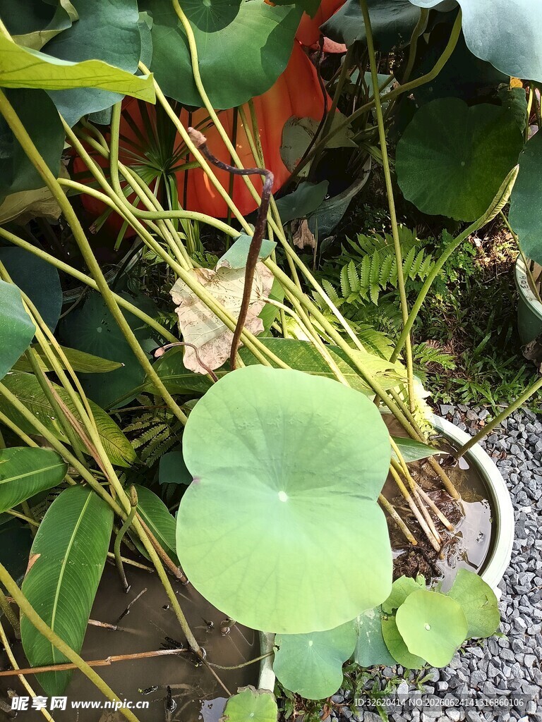 荷叶