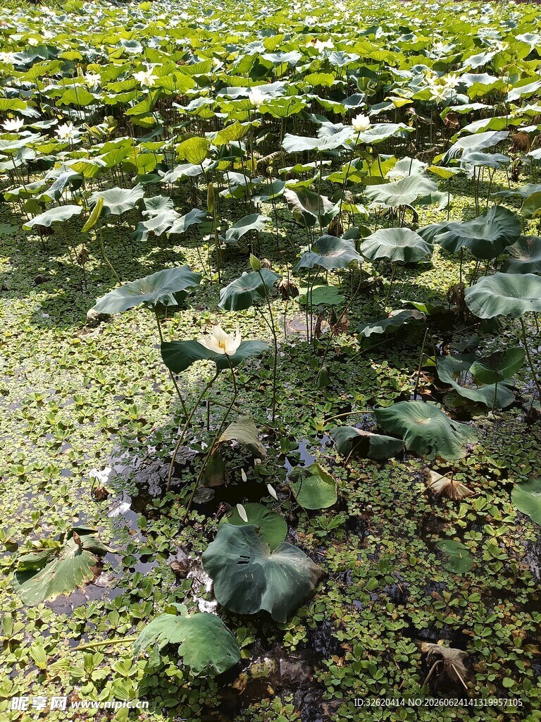 池塘中的荷叶