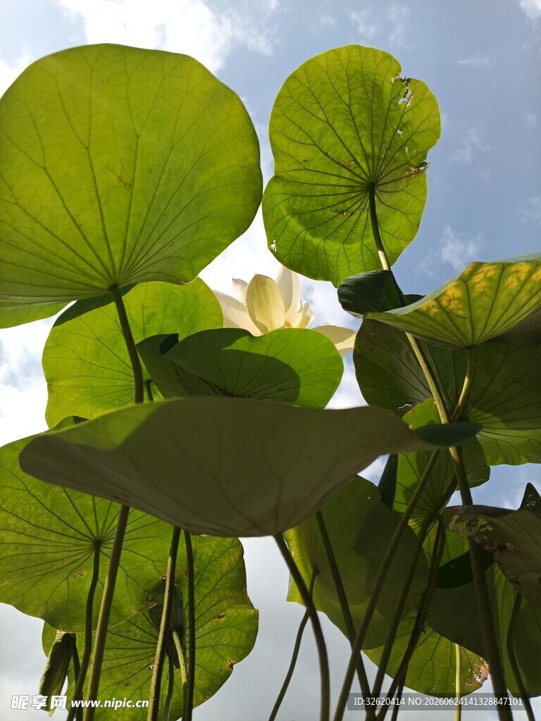 夏日荷叶