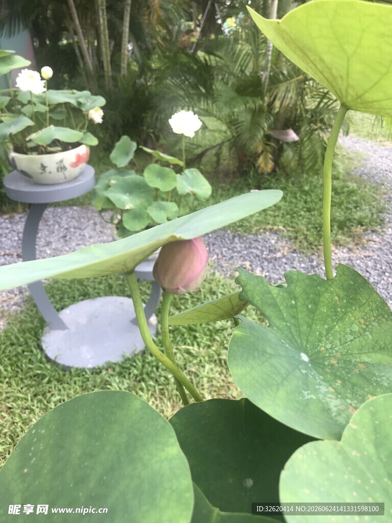 荷塘边的绿植