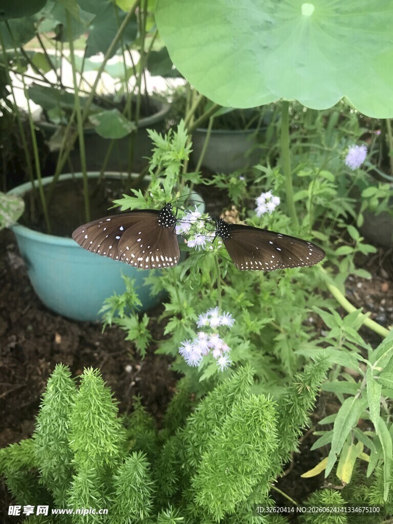室内绿植盆栽景致