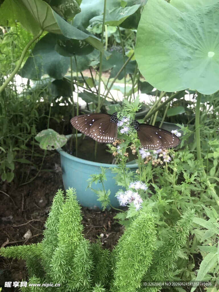 盆栽植物置于绿意环绕中