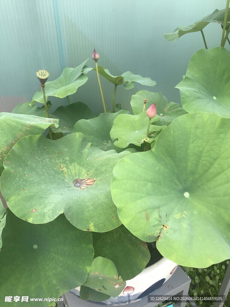 池塘中的翠绿荷叶与荷花
