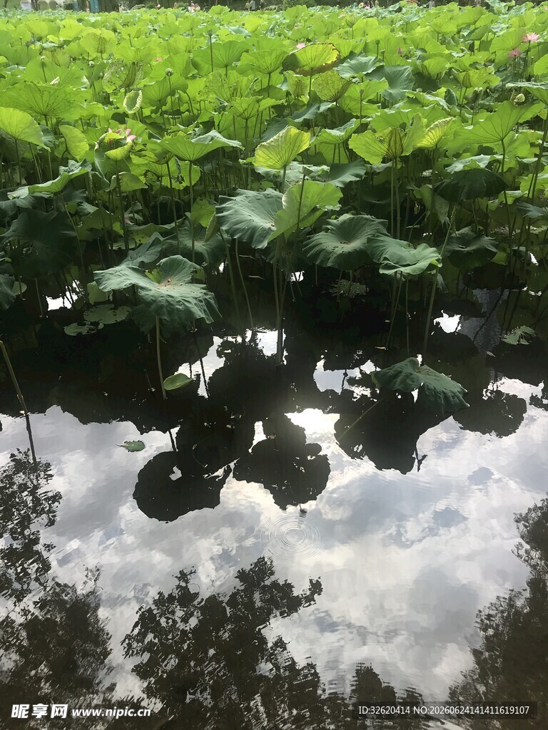 荷叶下的天空倒影