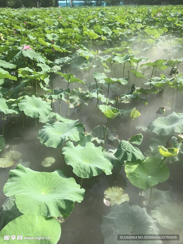 夏日荷塘绿意盎然