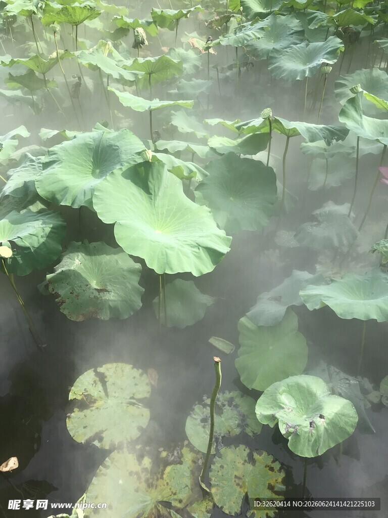 雾中荷叶美景