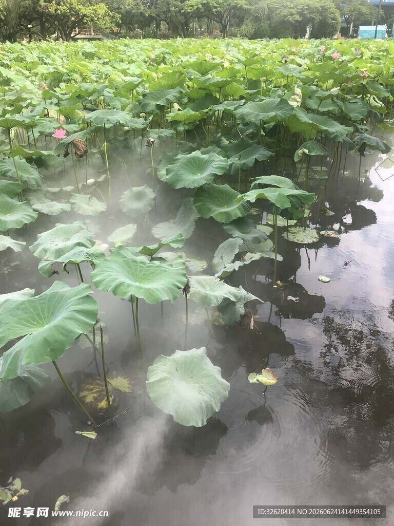 荷塘晨雾中的清新景致