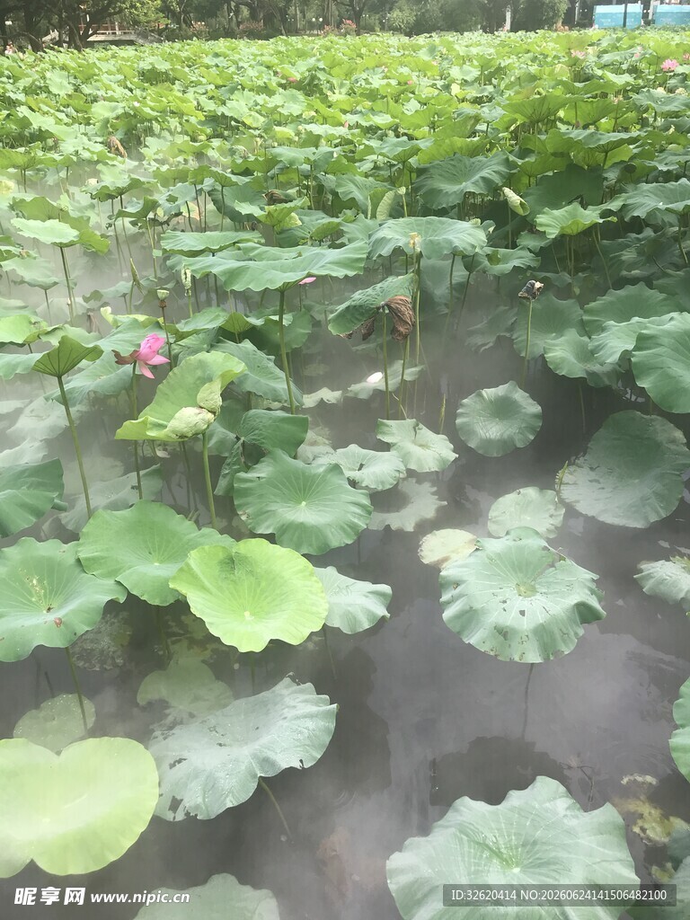 荷塘美景