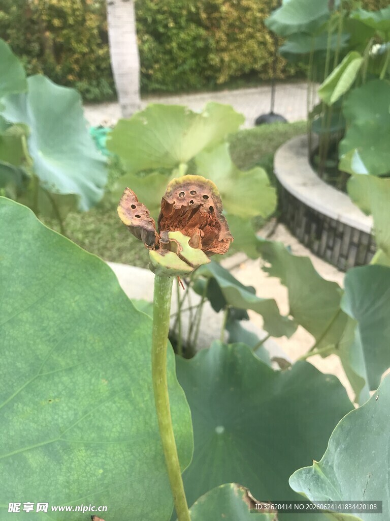 荷塘中的枯萎荷花