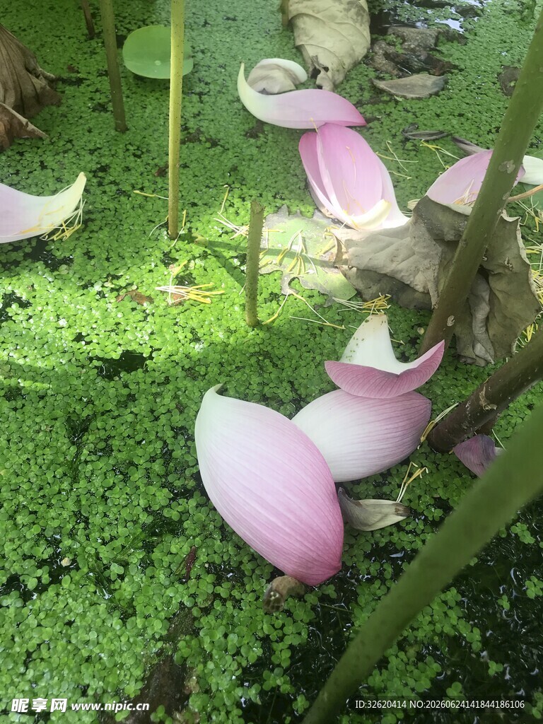 落花铺于翠绿苔藓之上