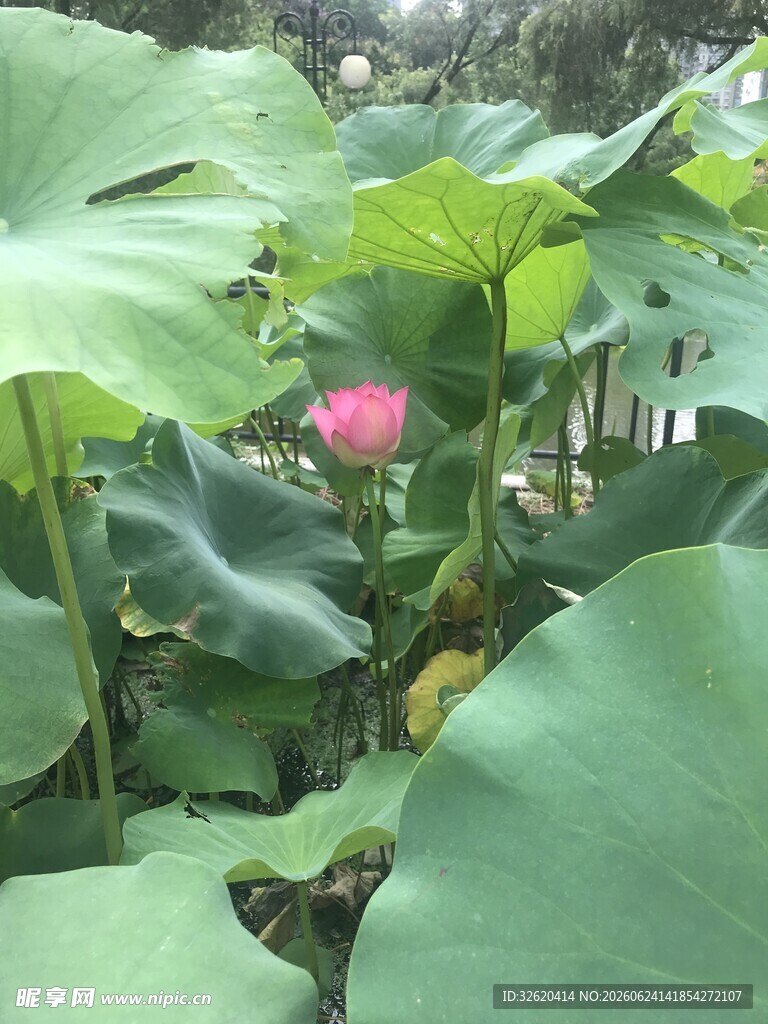 荷塘中的娇艳荷花